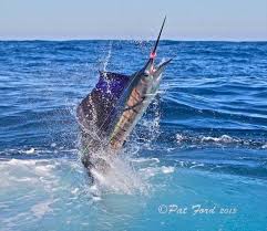 Fishing Doing Some Fishing For Fun Is A Superb Recreation Regardless If You Might Be With Friends You Can B Salt Water Fishing Fishing Photos Salt Water Fish