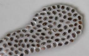Shelf life of chia the storage of chia plays an important role in its shelf life. Soaked Chia Seeds Do Not Swell As Expected Seasoned Advice