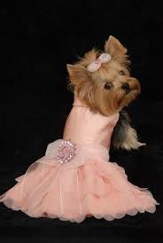 A wide variety of yorkie dog clothes options are available to you, such as feature, apparel & accessory type, and application. Like My Winter Formal Dress It S A Yorkie Life Dog Dresses Pet Clothes Dog Clothes Patterns