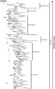 Image result for Poecilostachys oplismenoides