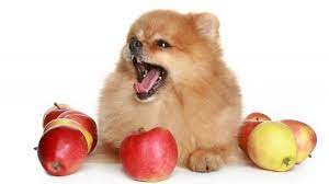 Can Dogs Eat Apples Are Apples Safe For Dogs Dogtime