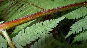 Image result for Crotalaria prolongata