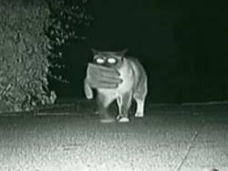 Hirsiz Kedi Dusty Kameralara Yakalandi
