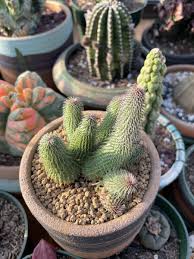 Image result for Huernia leachii