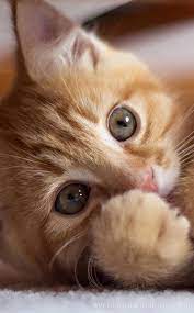 kediler kediler en tatli yavru kediler tatli kedi tatli kedi kediler kittens cutest baby cats beautiful cats