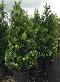 Image result for Podocarpus