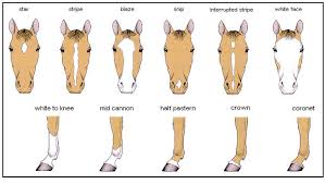 Horse Color And Markings Chart Horse Markings Chart