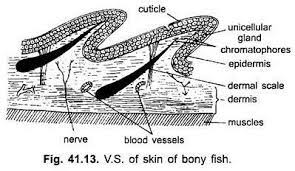 Integument In Different Classes Of Chordates Zoology