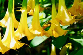 A member of the magnolia family, tulip trees bloom creamy yellowish bell shaped flowers in the. How To Identify And Avoid Four Of Indiana S Most Dangerous Plants Engledow Group