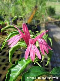 Image result for Justicia scandens