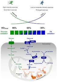 These sources are more plentiful, and fat is a much more efficient. Biomolecules Free Full Text The Regulation Of Fat Metabolism During Aerobic Exercise Html