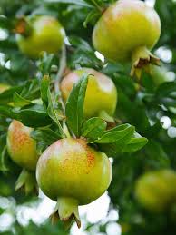 Pomegranates will grow and bear fruit in sunset zone 24 where you probably live but they need full sun. Utah Sweet Pomegranate Tree Punica Granatum Urban Tropicals