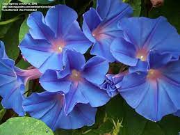 Full Size Picture Of Blue Dawnflower Oceanblue Morning Glory Island Morning Glory Purperwinde Ipomoea Ind Garden Vines Front Door Landscaping Garden Shrubs