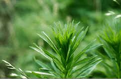 Image result for Conyza limosa