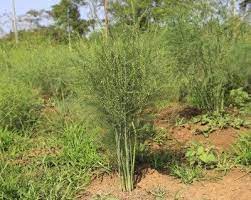 Setaceus can be controlled by digging out roots. Tips Information About Asparagus Gardening Know How