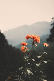 Fresh Florals In 2020 Nature Aesthetic Nature Photography Flower Aesthetic