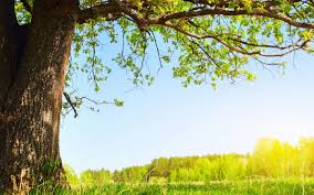 Integrated in adobe apps · curated by experts · editorial images 43 Tree Background Wallpaper On Wallpapersafari