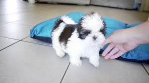 Fluffy and healthy shihtzu puppies. Cute Overload Shih Tzu Puppy Youtube