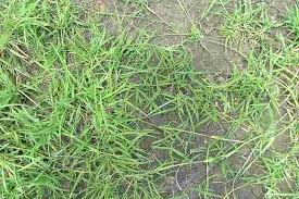 Image result for Chloris pilosa