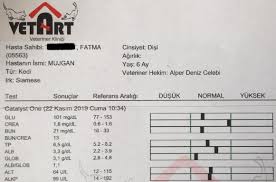 Disi Kedi Kisirlastirma Mujgan In Kisirlastirma Sureci Suzionline