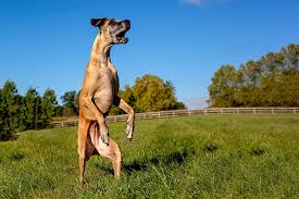 While pharmaceutical drugs can offer relief, they also carry the risk of serious side effects. How To Stop A Great Dane Jumping Up Great Dane Care