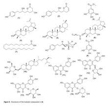 Image result for Agelanthus sp. aff. A. brunneus