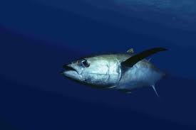 Well, having a line in your mouth and fighting for your life does not make it a fair determination of how fast you can swim. The World S 6 Fastest Fish