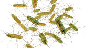 Salmonella bacteria typically live in animal and human intestines and are shed through feces. Salmonella Enteritidis Sickens 63 In New Canadian Outbreak Food Safety News