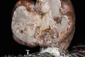 We are selling all product about the aluminium such as: Diversity Of Saproxylic Lepidoptera Springerlink