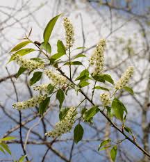 Image result for Prunus serotina