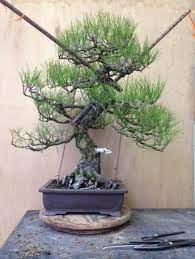 Feeding bonsai is important to promote the optimum level of growth, when fertilising bonsai follow the dosage instructions on the label carefully. Overwintering Your Bonsai Chicago Botanic Garden