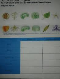 Sebagian besar dari manusia di muka bumi pasti sudah mengenal kan apa. Tuliskan Ciri Tumbuhan Dikotil Amp Monokotil Brainly Co Id