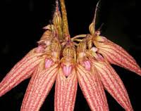 Image result for Bulbophyllum stolzii