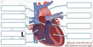 Nov 09, 2021 · heart trivia questions : Pick Correct Options For Human Heart Quiz Proprofs Quiz