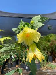 Image result for Abutilon sp.no.2