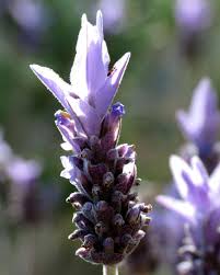 We did not find results for: French Lavender Planting Pruning Care Origin And Tips On Growing It