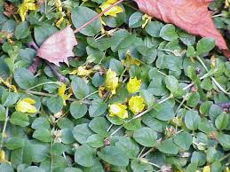 Image result for Lysimachia djalonis