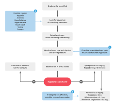 Is 40 a low heart rate? Pals Bradycardia Algorithm Acls Medical Training
