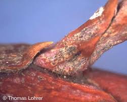 Image result for kabatina thujae