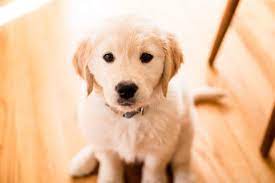 Companionship is their top priority and they are totally devoted to their human family. Cutest Puppy Face Ever Dogs Golden Retriever Golden Puppy Golden Retriever