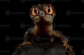 Red eyed crocodile skink for sale cheap. Red Eyed Crocodile Skink Tribolonotus Gracilis 2379273 Stock Photo At Vecteezy