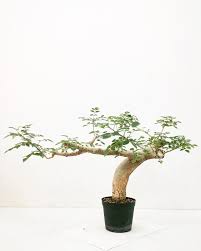Image result for Commiphora pteleifolia