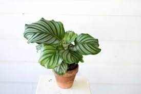 Air Purifying Pet Safe Plants Leaf