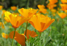 Look for a spot that gets full sun, and prepare it by using a rake to just loosen the top soil. How To Grow California Poppy Organically Planet Natural