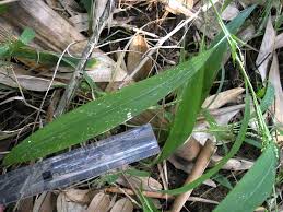 Image result for Setaria barbata