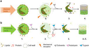 However, it often requires expensive, cumbersome equipment and involves. Aqueous Enzymatic Protein And Lipid Release From The Microalgae Chlamydomonas Reinhardtii Bioresources And Bioprocessing Full Text