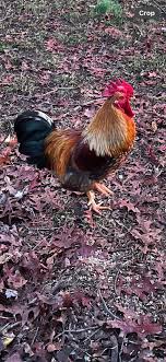 Good morning to all. Merry Christmas 🎄 Mr. Red says Good Morning. He has  work to do !