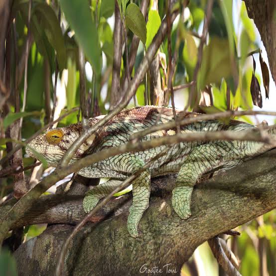 Chameleons in Madagascar I Encountered - Home of Toni Kingston