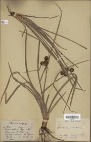 Image result for Oxycaryum