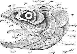 Fish Skull Fish Anatomy Skull Anatomy Engraving Illustration